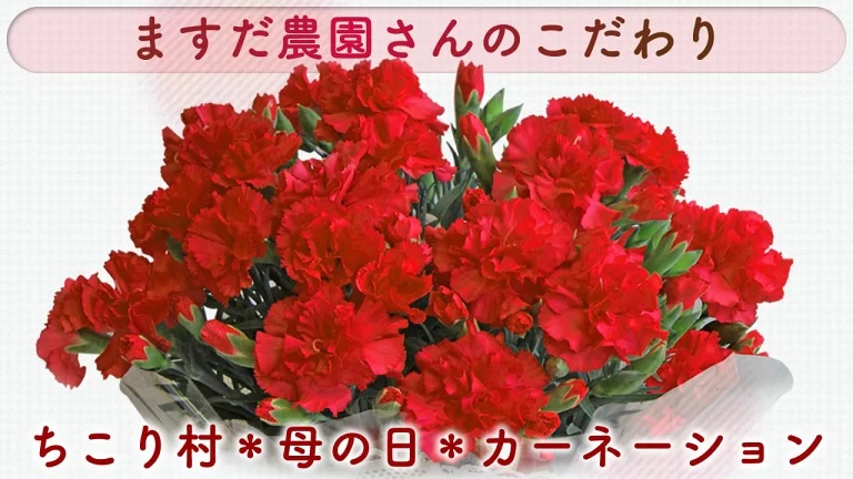 ますだ農園カーネーション