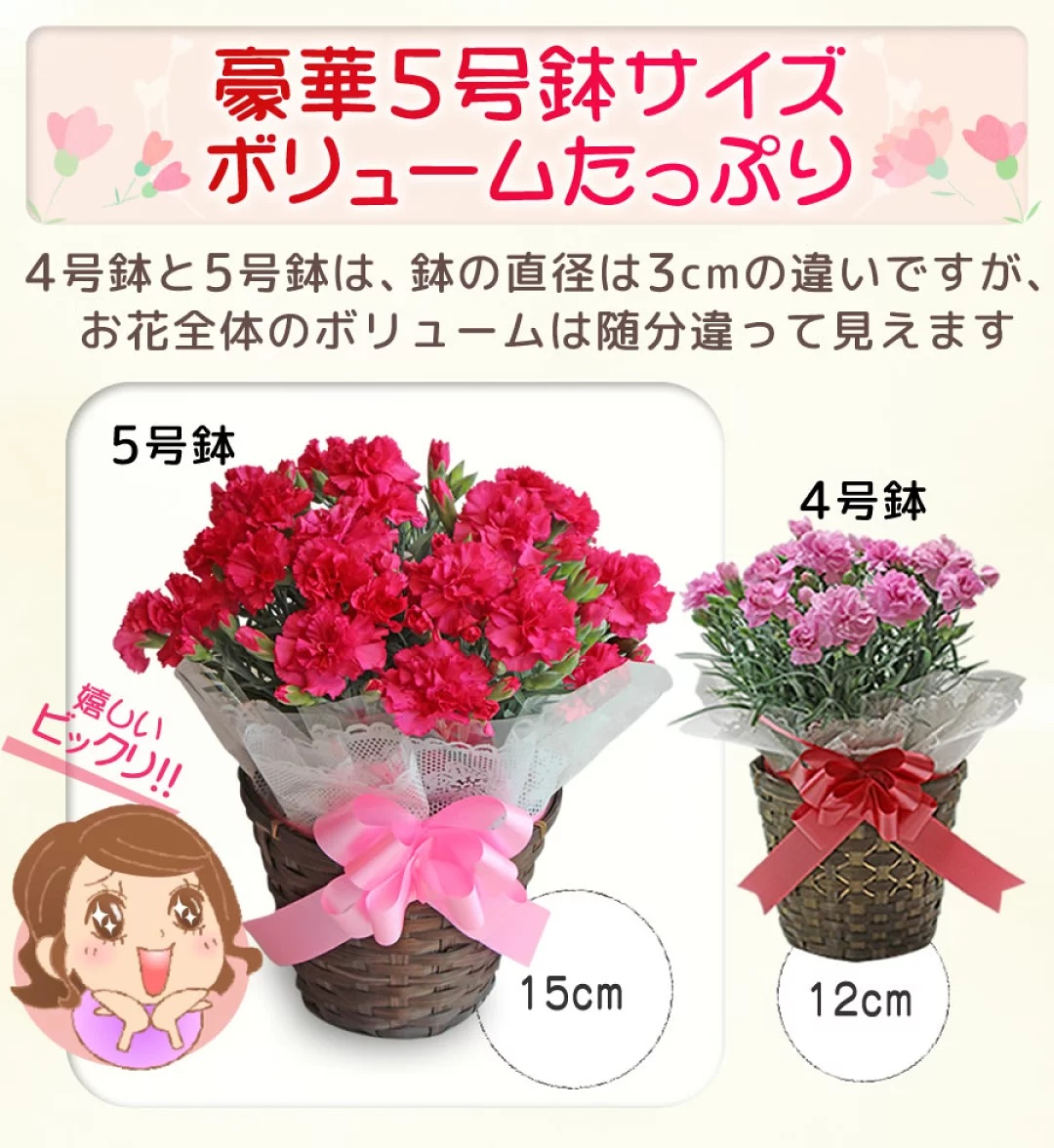 豪華5号鉢サイズ