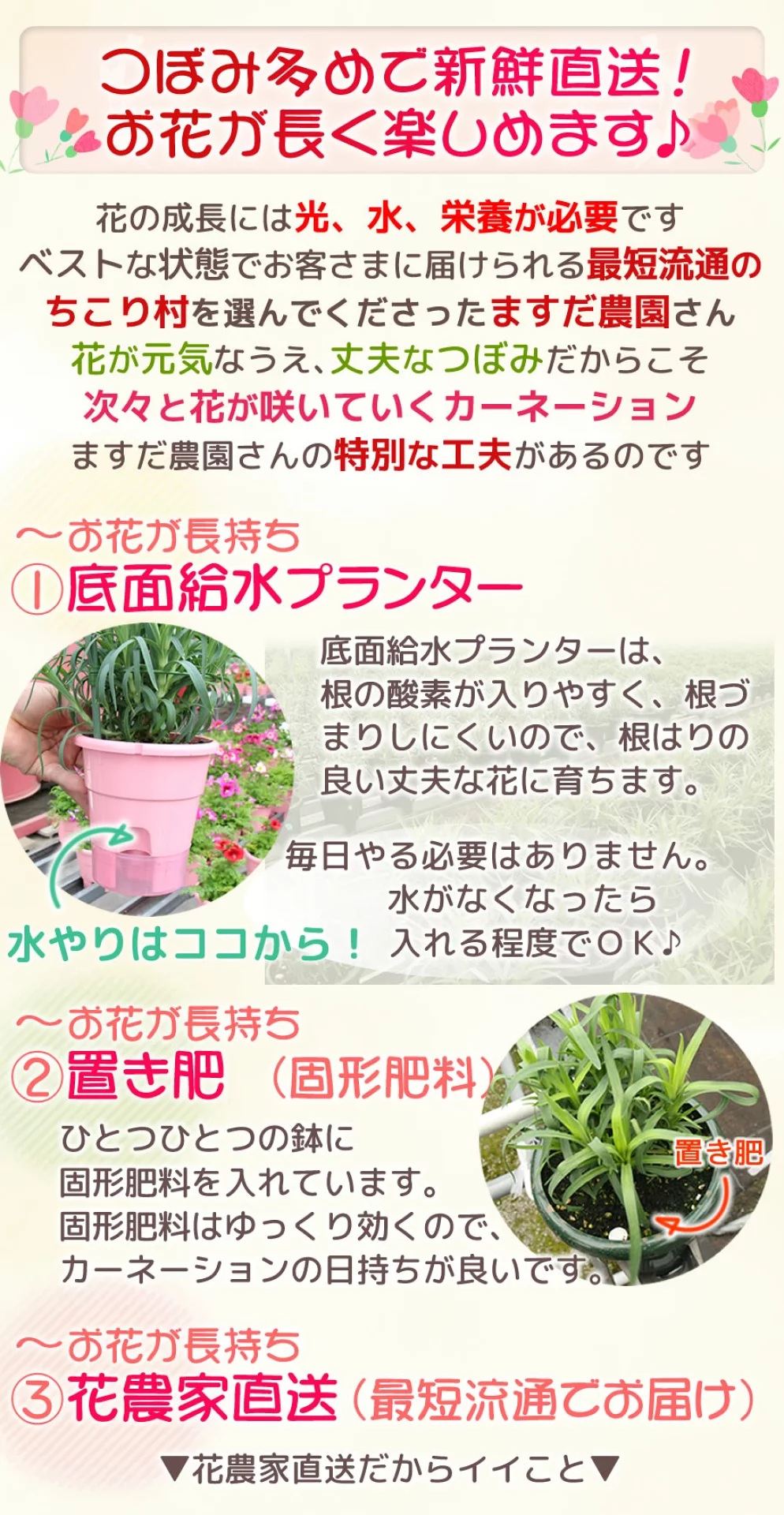 カーネーションレビュー