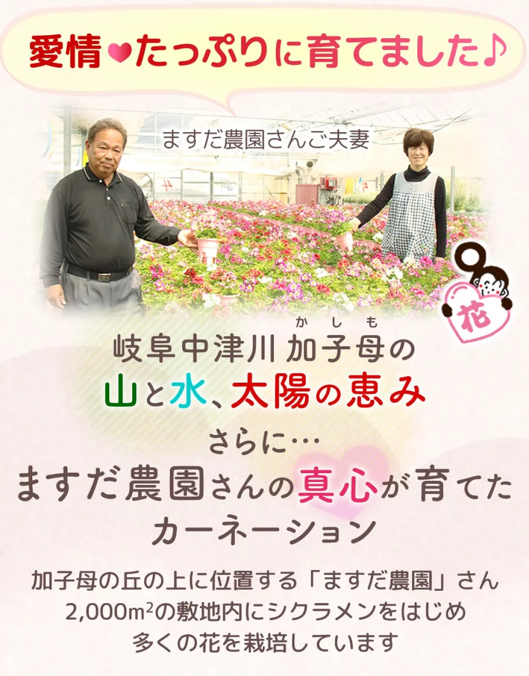 愛情たっぷりますだ農園カーネーション