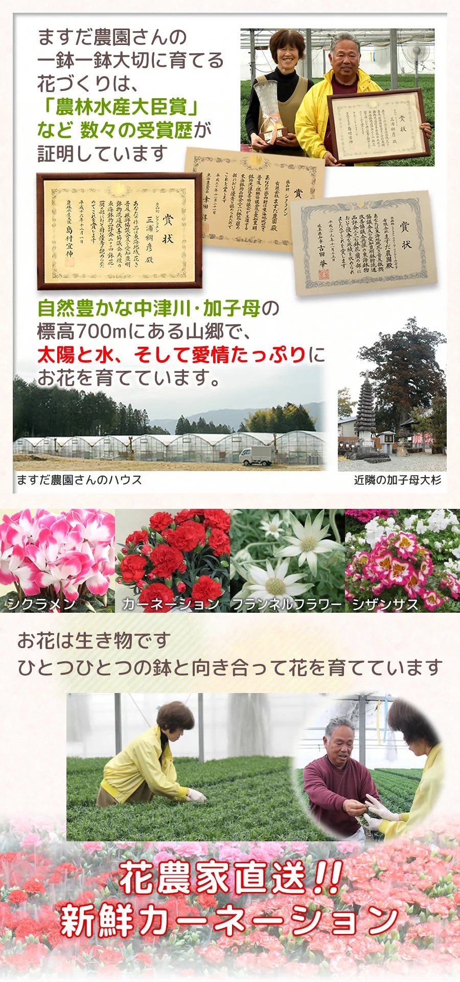 お花が長持ちカーネーション