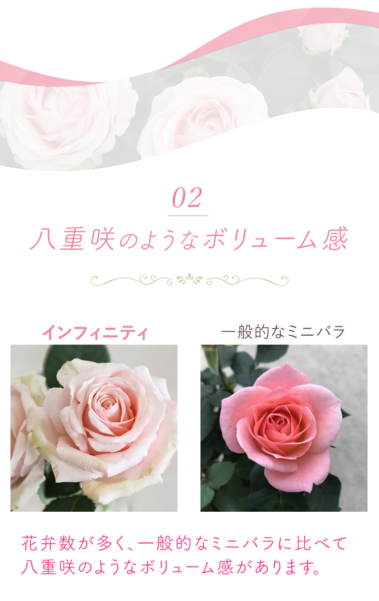 特長02：八重咲のようなボリューム