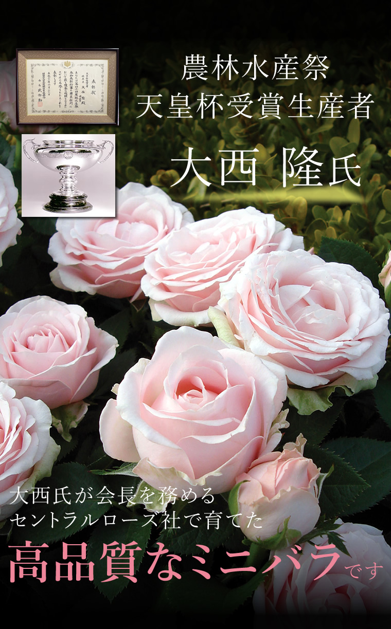 農林水産祭・天皇杯受賞生産者　大西隆氏（セントラルローズ社）のミニバラ