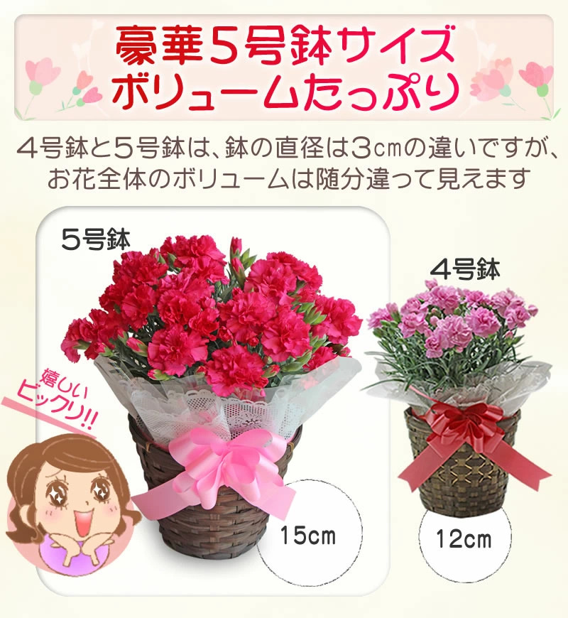 豪華５号鉢大きくてボリューム満点