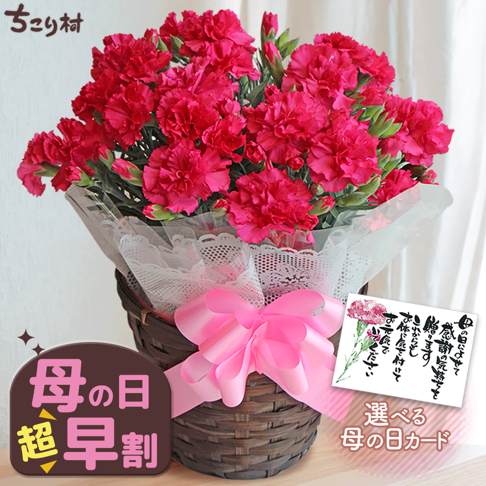 母の日カーネーションと選べるカード