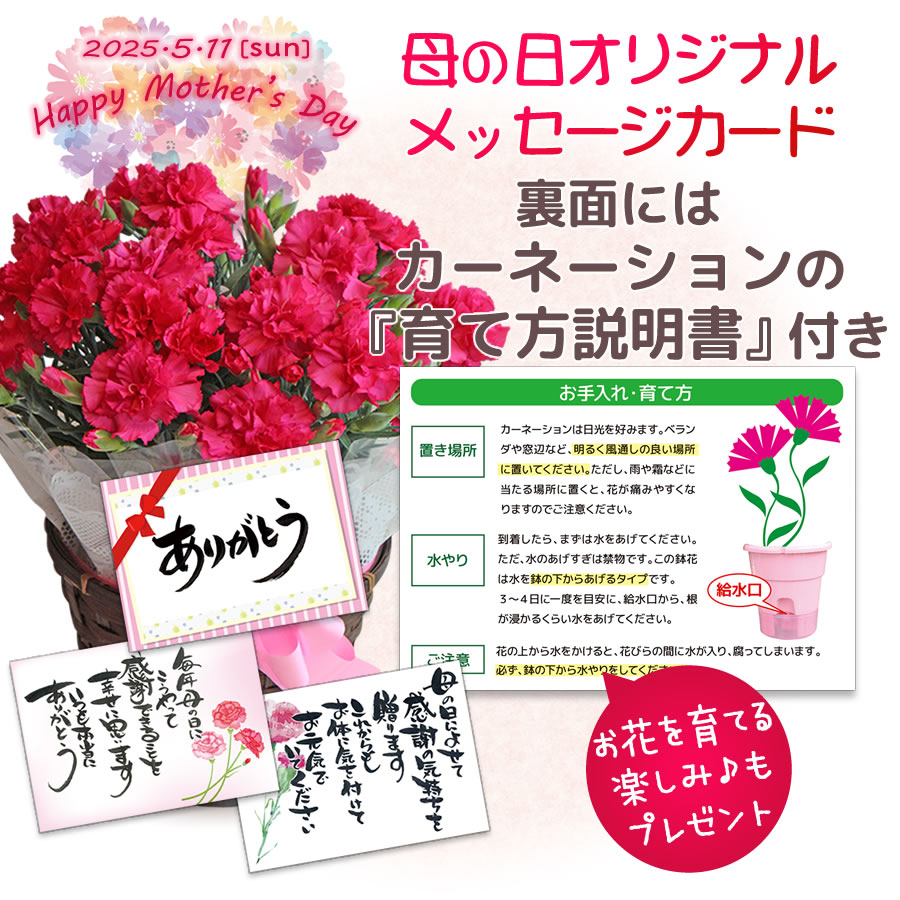 カーネーションの育て方