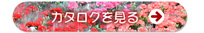 カタログを見る