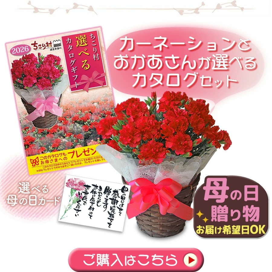 カーネーションとカタログセット