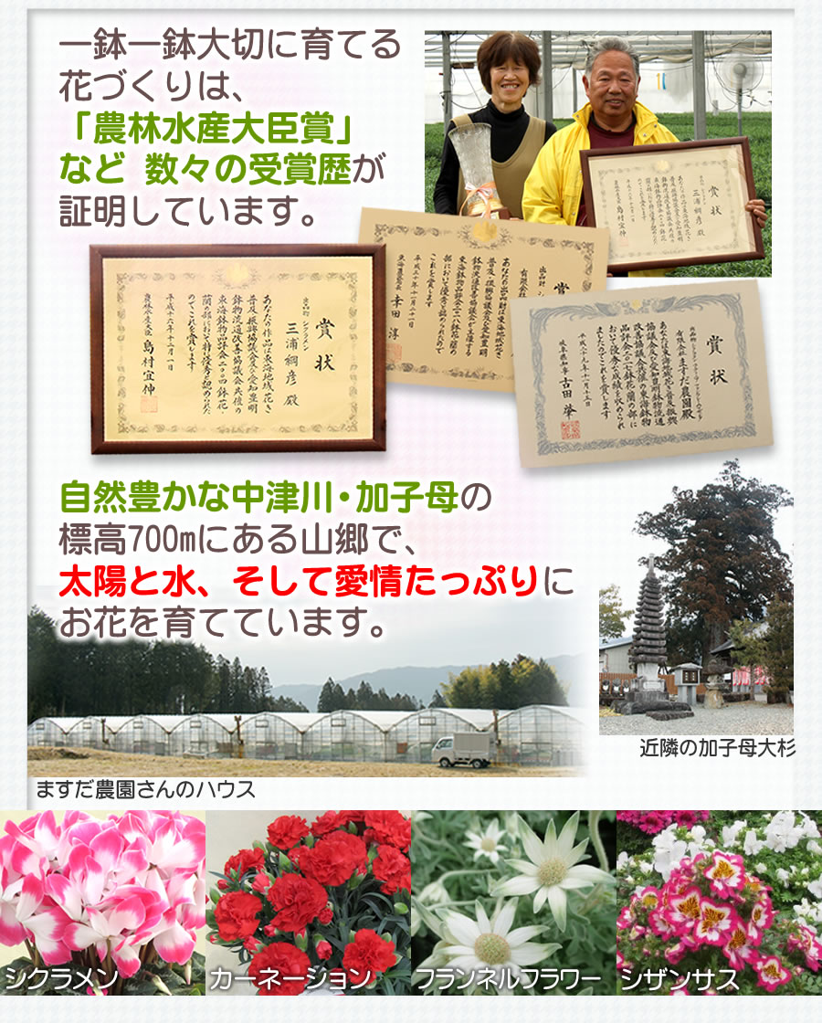 中津川加子母の山里で育てています