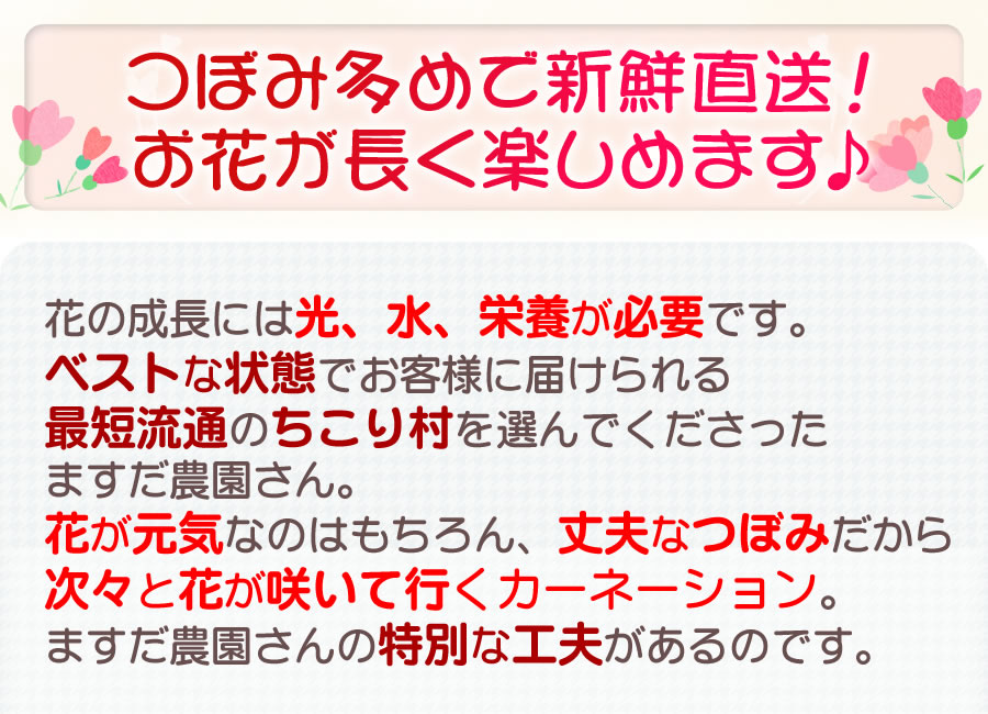 置き肥でカーネーションの日持ちが良い