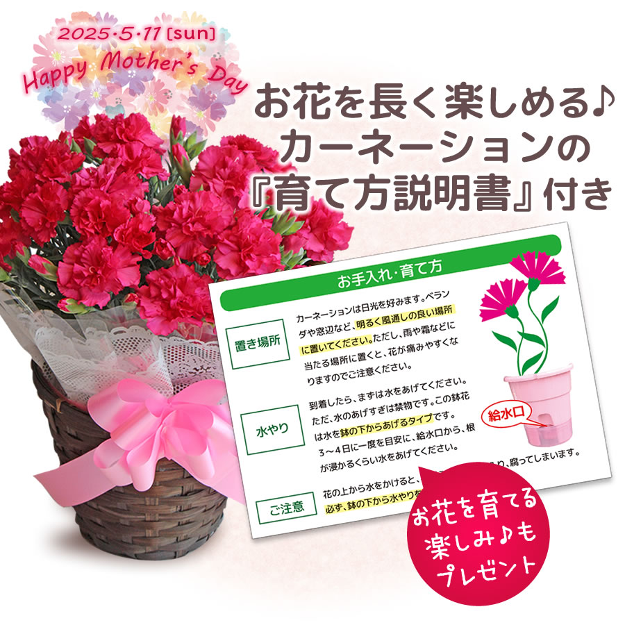 カーネーションの育て方