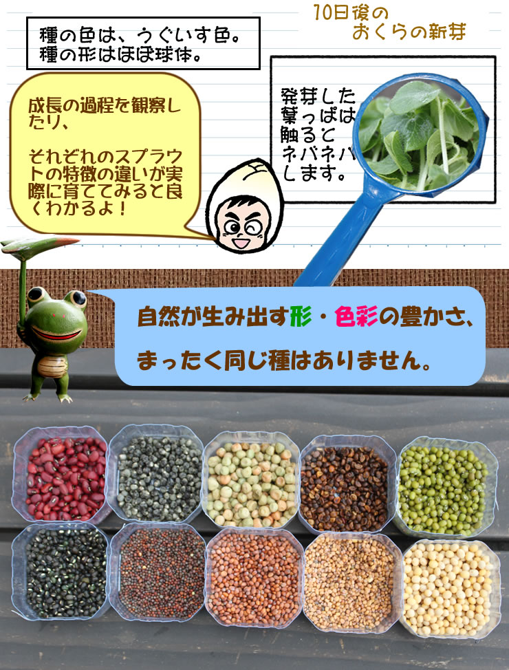 自然が生みだす形、色彩の豊かさ