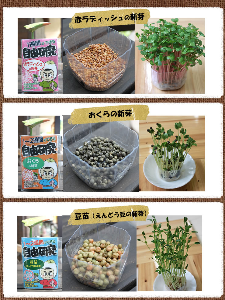 赤ラディッシュ、おくら、豆苗