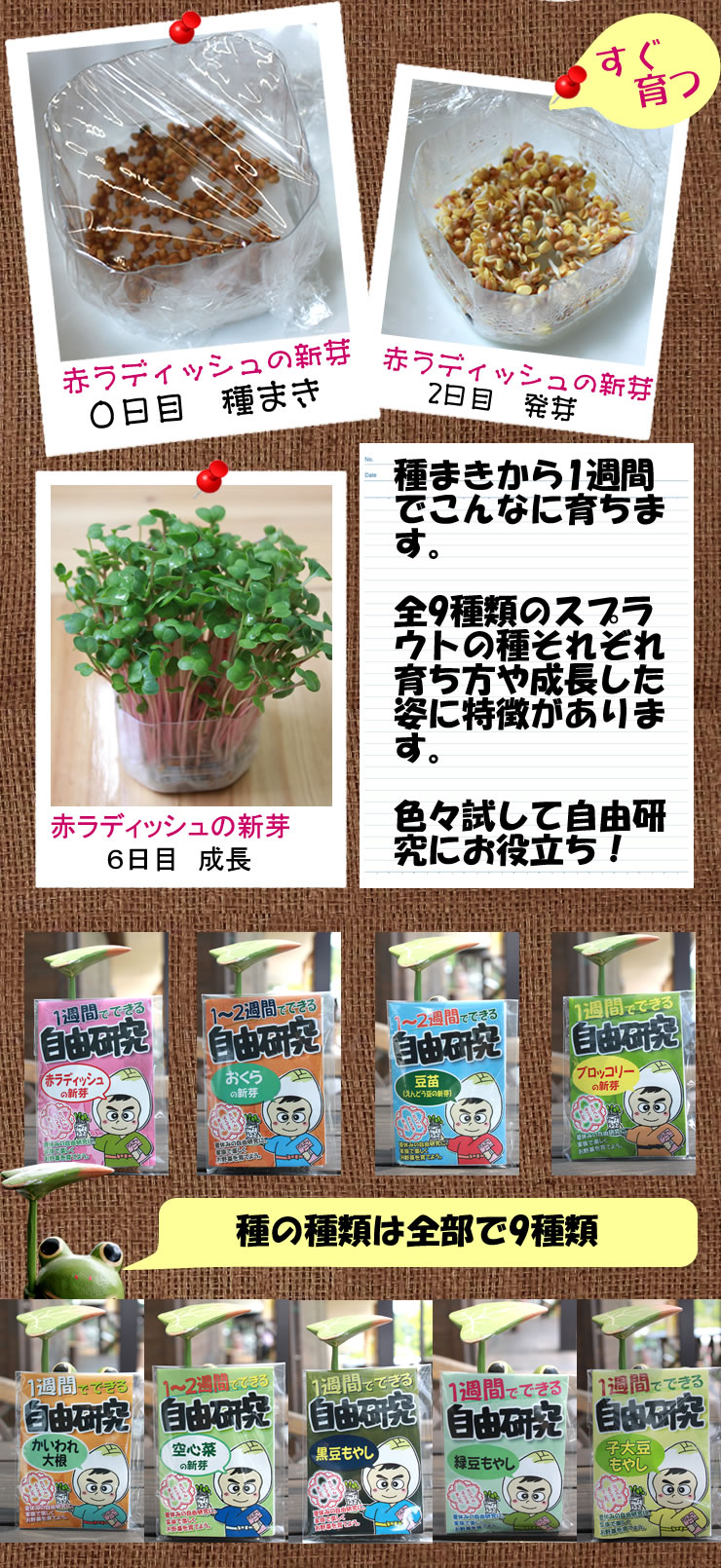 種まき１週間ですぐ育つ・全部で９種類