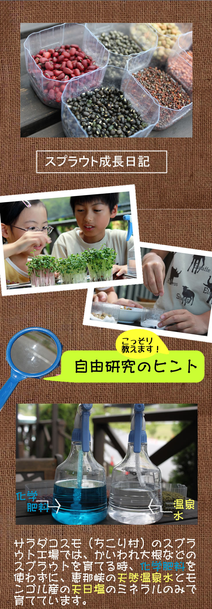スプラウト成長日記