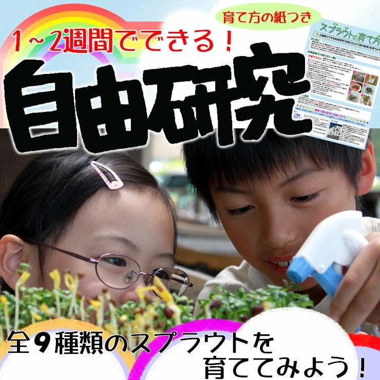 2週間でできる！夏休みの自由研究もやし・かいわれ大根などスプラウトを種から育てよう