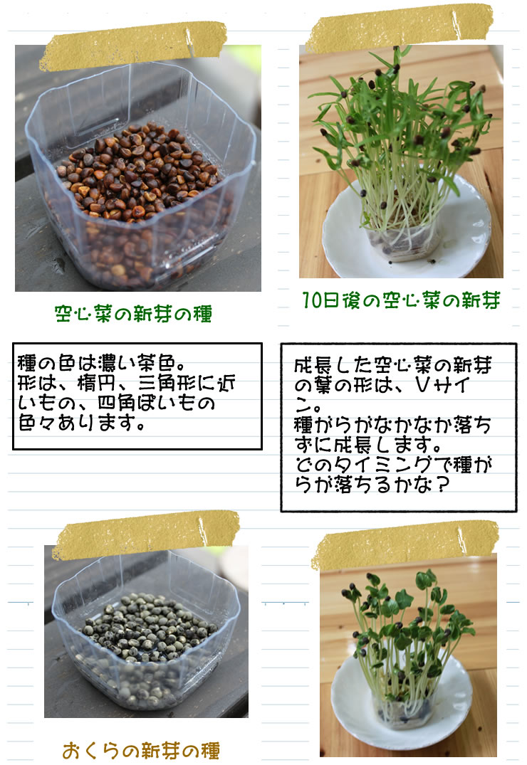 赤ラディッシュ、空心菜、おくらの新芽