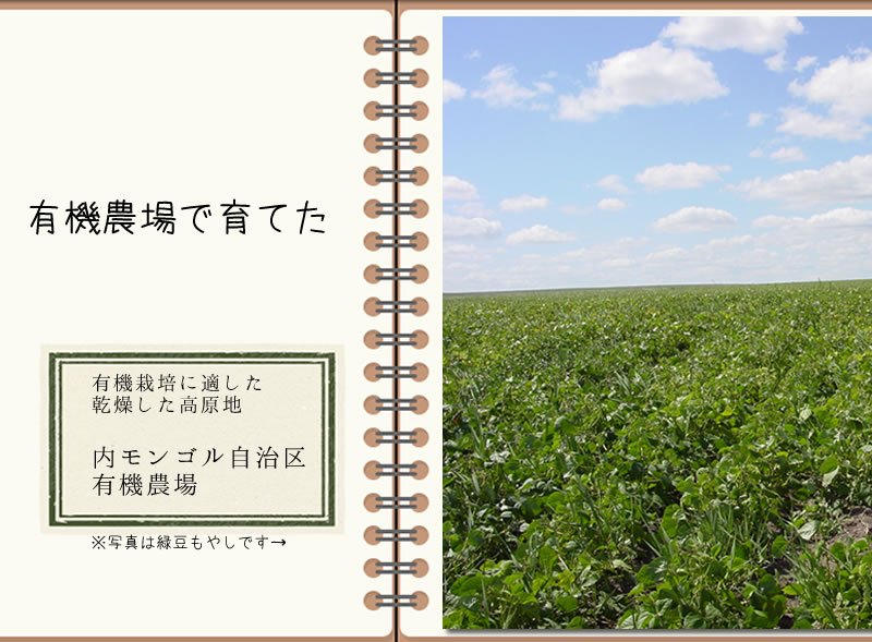 オーガニック大豆もやし