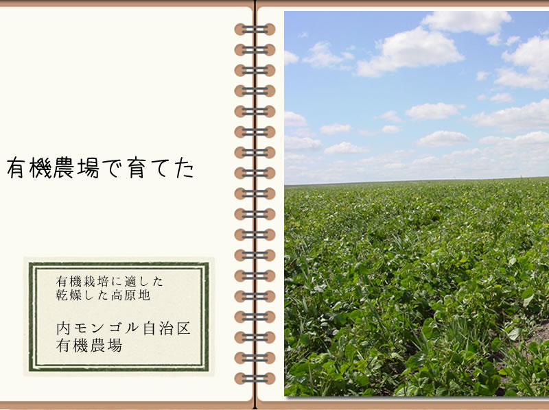 オーガニック緑豆もやし
