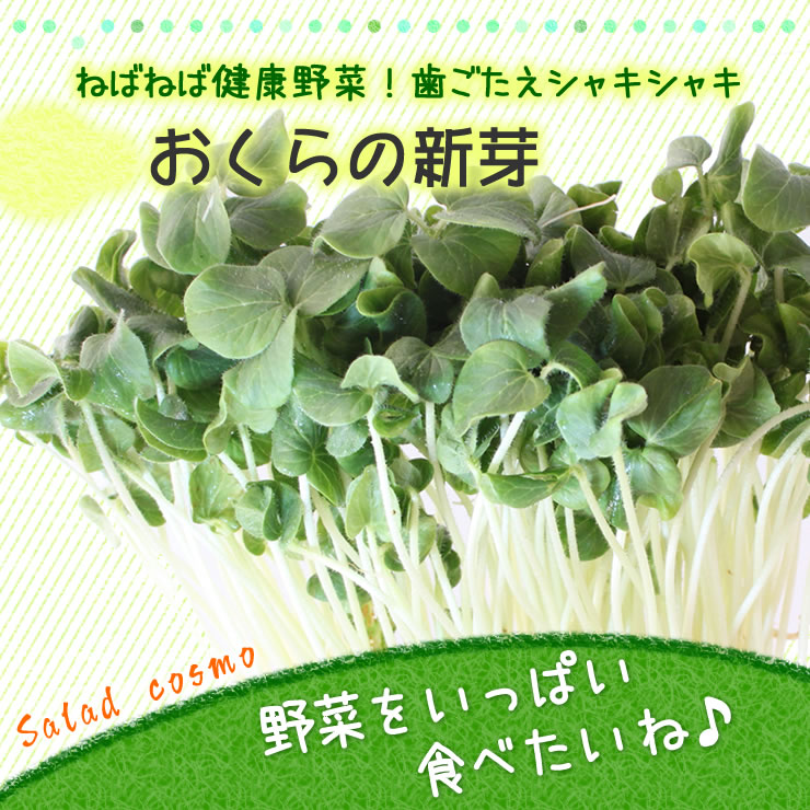おくらの新芽
