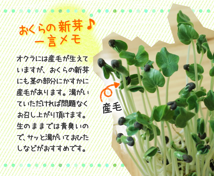 おくらの新芽の一言メモ