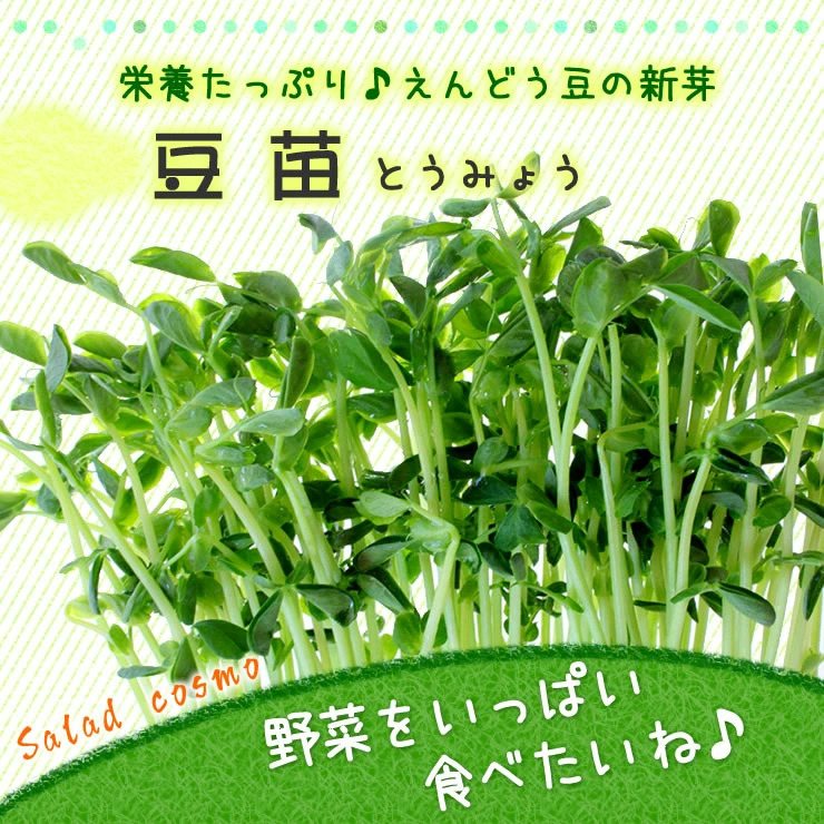 えんどう豆の新芽　豆苗