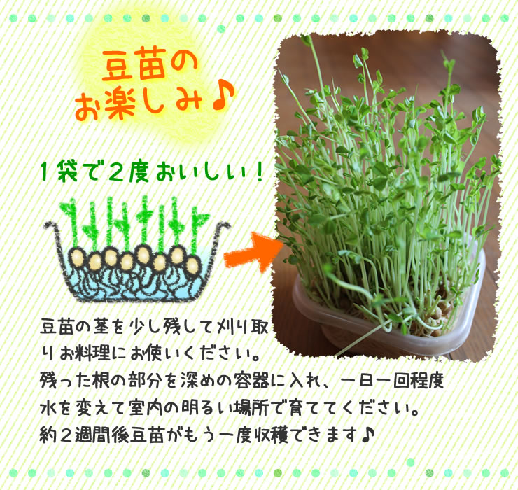 豆苗のお楽しみ♪
