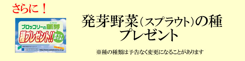 スプラウト種プレゼント